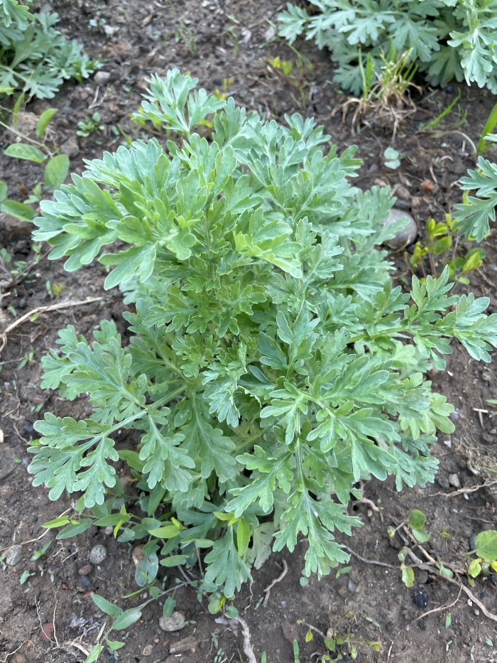 ARTEMISIA ABSINTHIUM L.