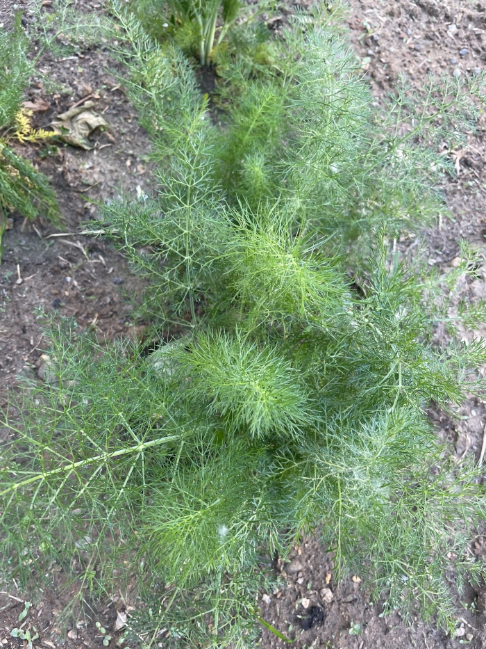 FOENICULUM VULGARE MILL - APIACEAE