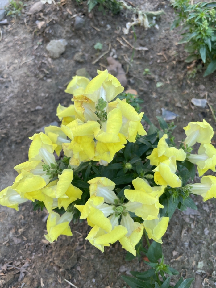 ANTIRRHINUM MAJUS L. - PLANTAGINACEE